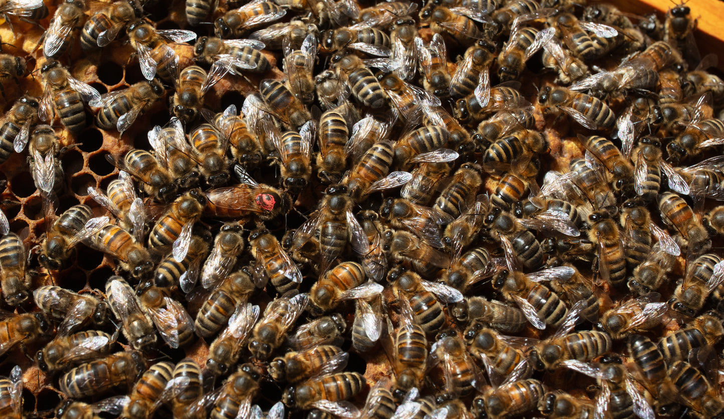 UK Reared 5-Frame 14x12 NUCs - 2025
